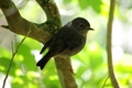 New Zealand Robin