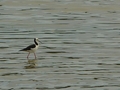 Pied Stilt