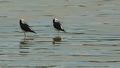 Pied Stilt