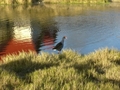 Pukeko a Rotorua, oiseau endemique de la Nouvelle Zelande