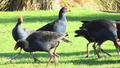 Pukeko