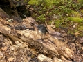 Robin dans le DoubtFul Sound