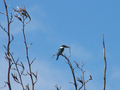 TiriTiri Matangi