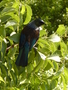 Tui Wellington