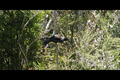 Tui