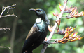 Tui