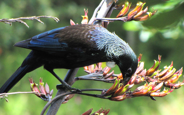Tui