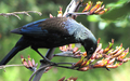 Tui