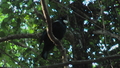 Tui