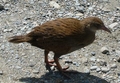 WEKA sur l'ile du sud