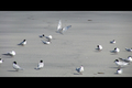 White-Fronted Tern