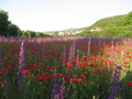 Coquelicots en mai