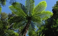 Fougere arborescente