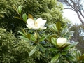 Magnolia à Auckland