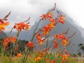 Milford Sound flowers