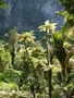 New Zealand Bush