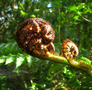 ponga silver fern