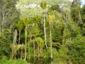 Rain Forest (West Coast)