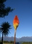 Red Hot Poker (Kniphofia uvaria) dans les fjords