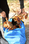 Crayfish (langoustes) sur la côte Ouest île Sud