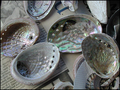Des coquilles de "paua" (ormeaux), très répandues