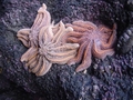 Etoiles de mer a Muriwai