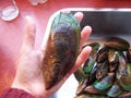 Les moules énormes de Wellington
