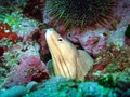 Moray_Poor Knights Islands