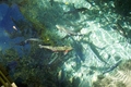 Rainbow trouts in the Paradise Valley