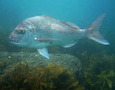 Snapper