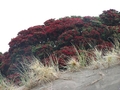 Arbre de Noel, le Pohutukawa
