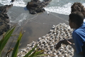 Les fous de bassan de Muriwai