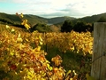 vignobles