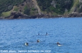 Bay Of Island - Croisière sur un catamaran + nage avec des dauphins