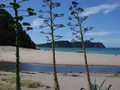 Hot Water Beach - Coromandel