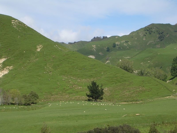 Entre Taupo et Welligton