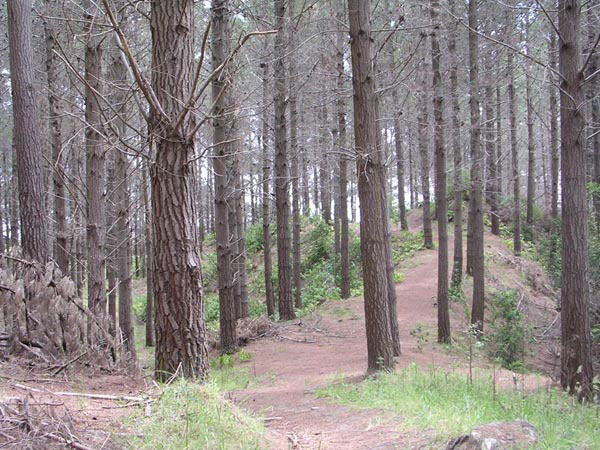 Waitarere