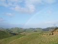 Wellington 3
