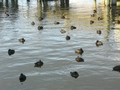 Nuit tombante sur le lac de Rotorua, les canards dorment