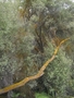 Vallee des volcans a Rotorua : Wai-o-Tapu : les arbres souffrent