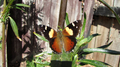 Yellow Admiral