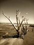 plage d'hokitika