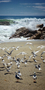 plage de la west coast