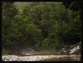 Foret a Karamea