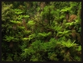 Karamea area