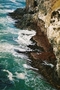 Algues sur Otago Peninsula