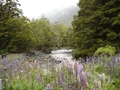 Creek entre Te Anau et Milford