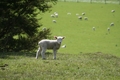 Ceci n'est pas un mouton!