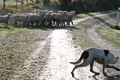 'Eye dog', chien de bergerdu pays