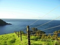 goat island, marine reserve